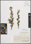 Foto von Salix phylicifolia L.